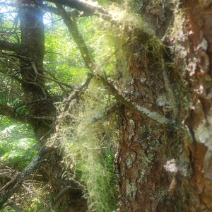 Usnea Lichen Old Man&#39;s Beard hand gathered and selected from pristine coastal private wilderness.   Herbal teas remedies soaps hydrosols