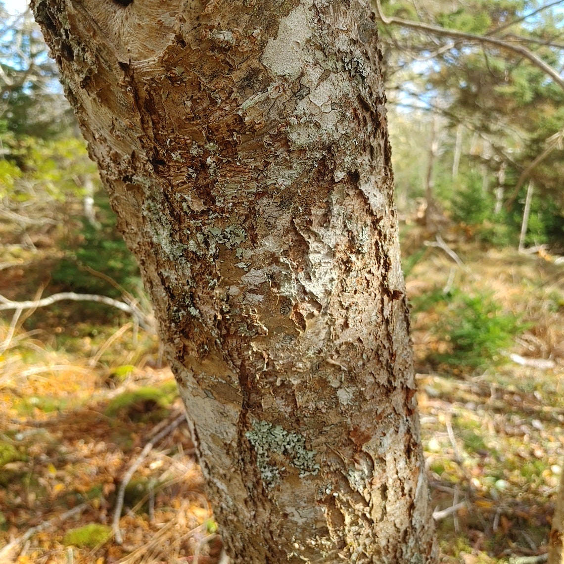 Organic Wild Staghorn Sumac Inner Bark Tincture Etsy