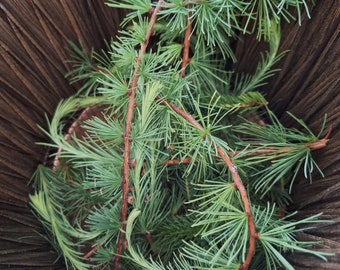 Tamarack Tips Larix Laricina For Hydrosols, Spruce Beer, Teas, Candles, Soaps, Aromatherapy, Essential Oils, Perfumes