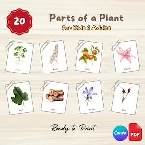 20 tarjetas didácticas de las partes de las plantas / Tarjetas Montessori de 3 partes editables con acuarela / Enlace a Canva + Archivo PDF imprimible / Niños de preescolar y jardín de infantes