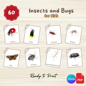 60 cartes-éclair INSECTES ET INSECTES | Cartes Montessori modifiables en 3 parties | Lien Canva + fichier PDF imprimable | Préscolaire, Jardin d'enfants, Enfants, Étudiants