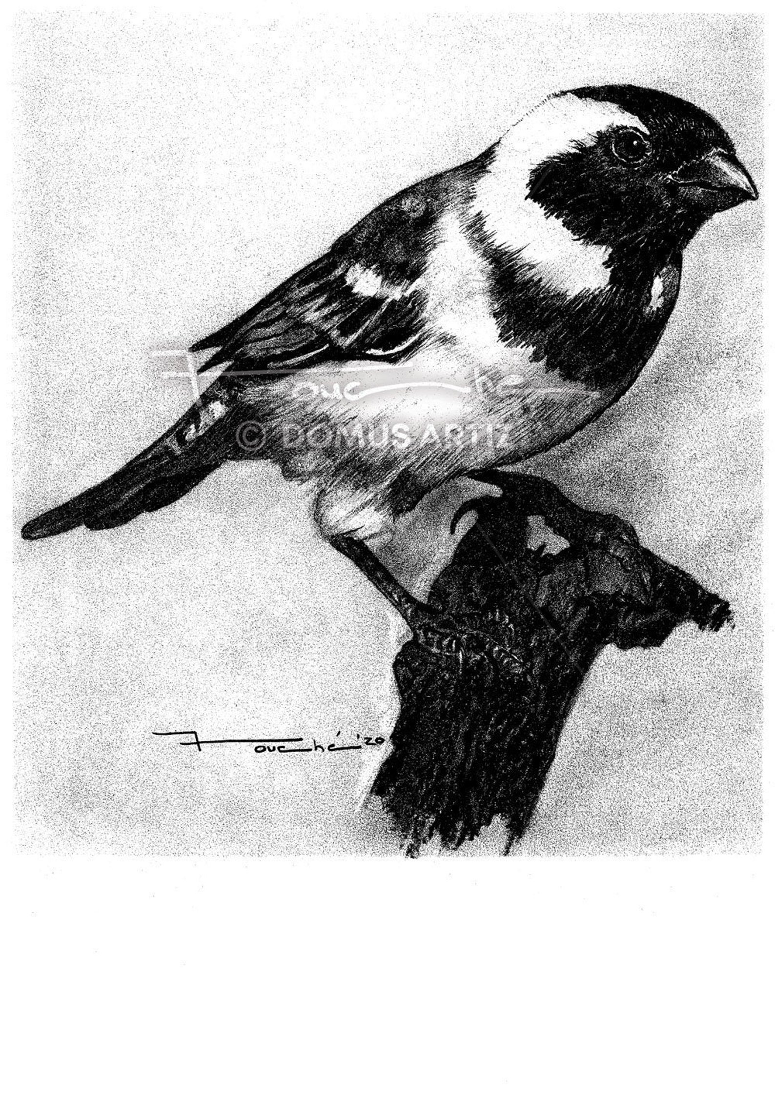 Sparrow A3 Pencil Drawing Sketch Digital Art Print Etsy
