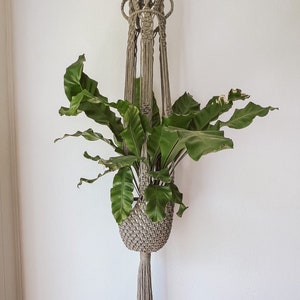 May include: A green plant hanging in a macrame plant hanger with a beige tassel. The hanger is made of natural fiber rope and has a geometric design.