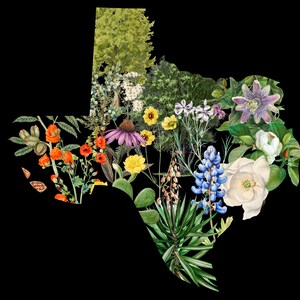 以下が含まれることがあります： テキサス州の花のイラスト。さまざまなカラフルな花と緑が特徴です。オレンジ、黄色、紫、白、青の花と緑の葉が黒い背景に描かれています。