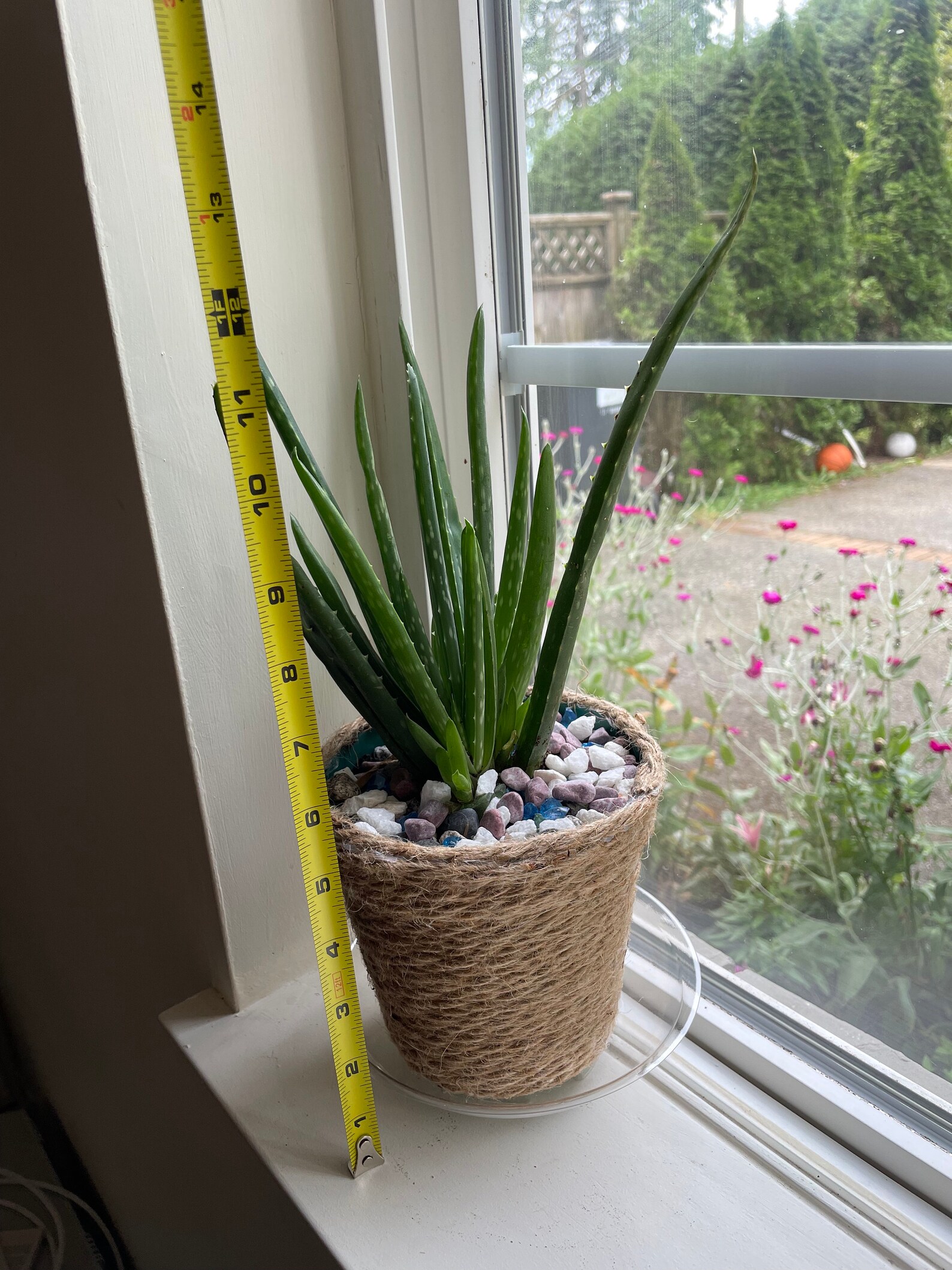 Real Aloe Vera Plant in 4.8 Jute Rope Pot Pebbles Etsy