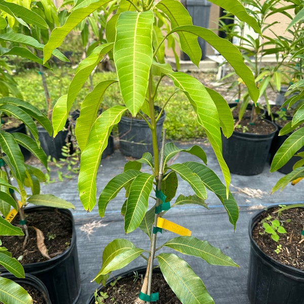 Nam Doc Mai Mango Tree Etsy