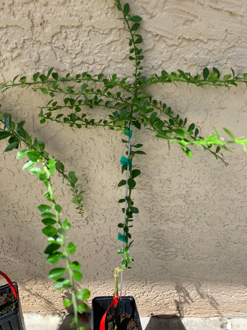 Red Finger Lime Tree 3 grafted Priority Shipping Etsy