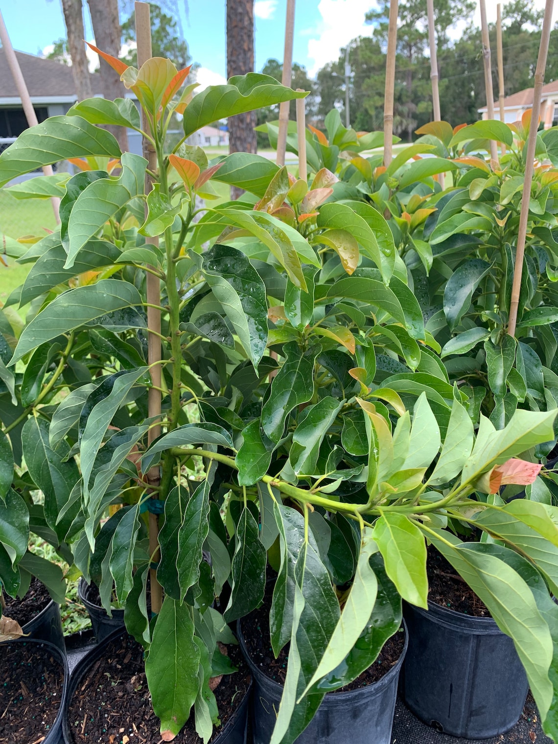 Choquette Avocado Tree grafted Etsy