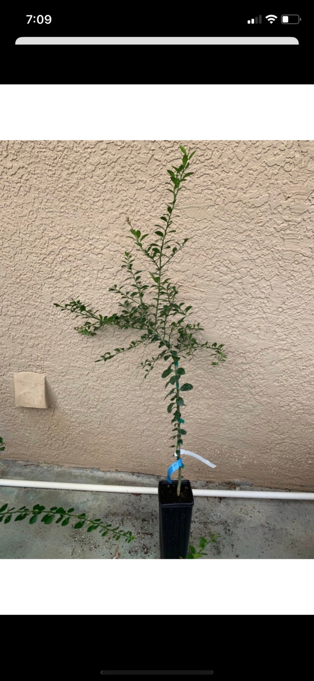 2 Giant Fingerlime Trees grafted No Shipping to California Etsy