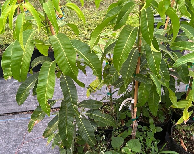 Free Shipping Grafted Carrie Mango Tree 3ft Tall Ship in 3 Gallon Pot