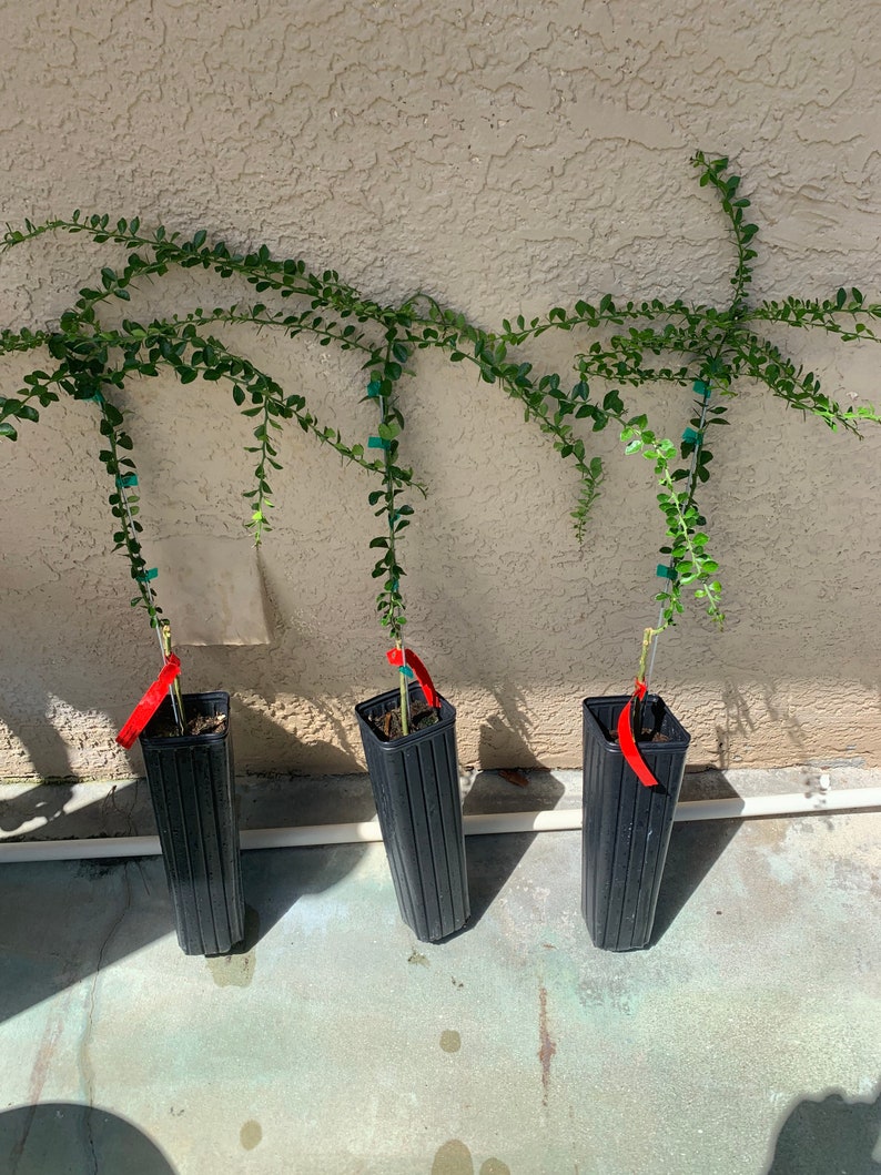 Red Finger Lime Tree 3 grafted Priority Shipping Etsy