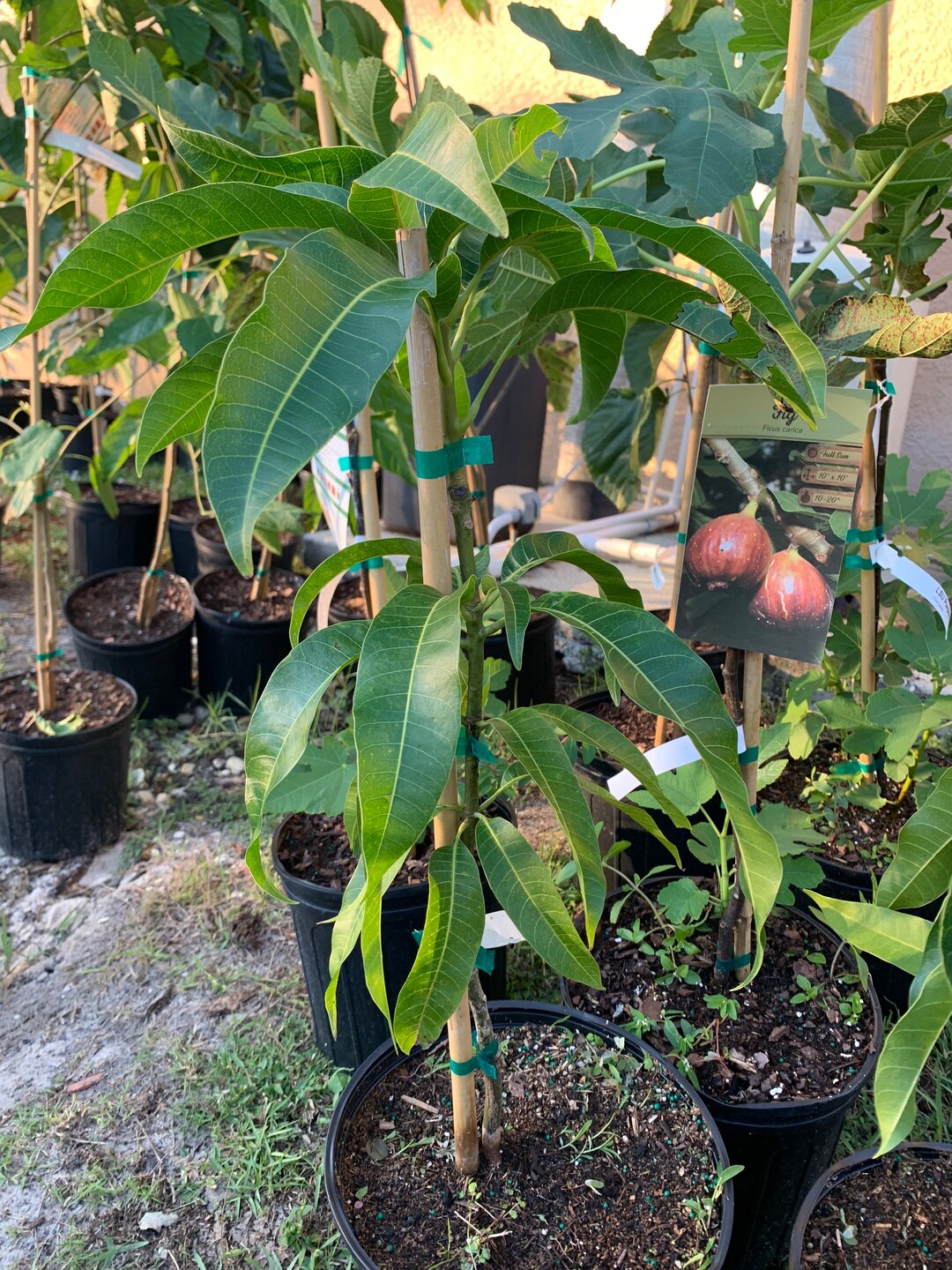 Coconut Cream Mango Tree grafted No Shipping to California - Etsy