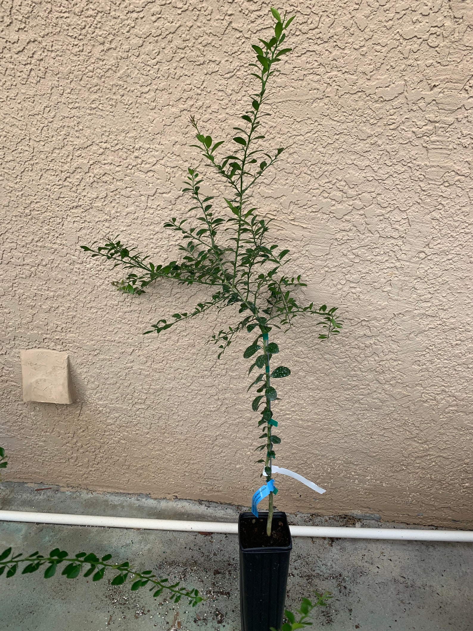 Grafted Finger Lime Tree no Shipping to California Etsy