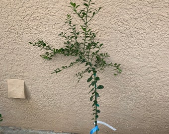 Giant Finger Lime Tree - Grafted (No shipping to California)