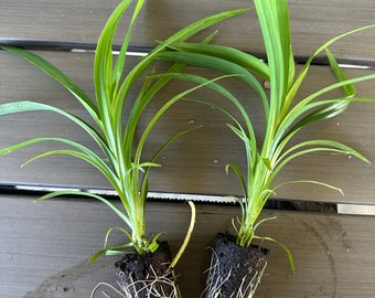 2 Pandan Plants Fully Rooted