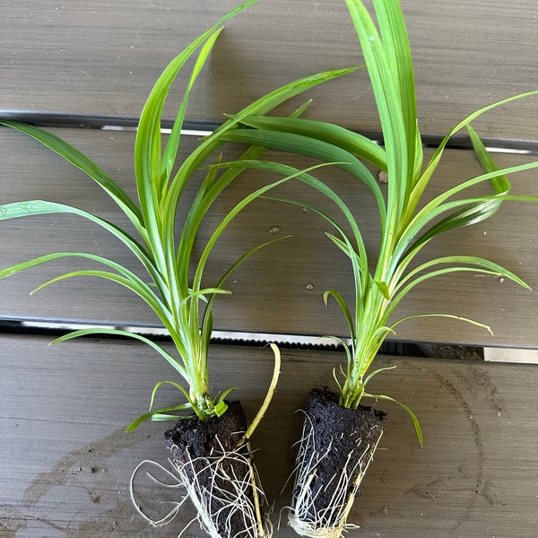2 Pandan Plants Fully Rooted