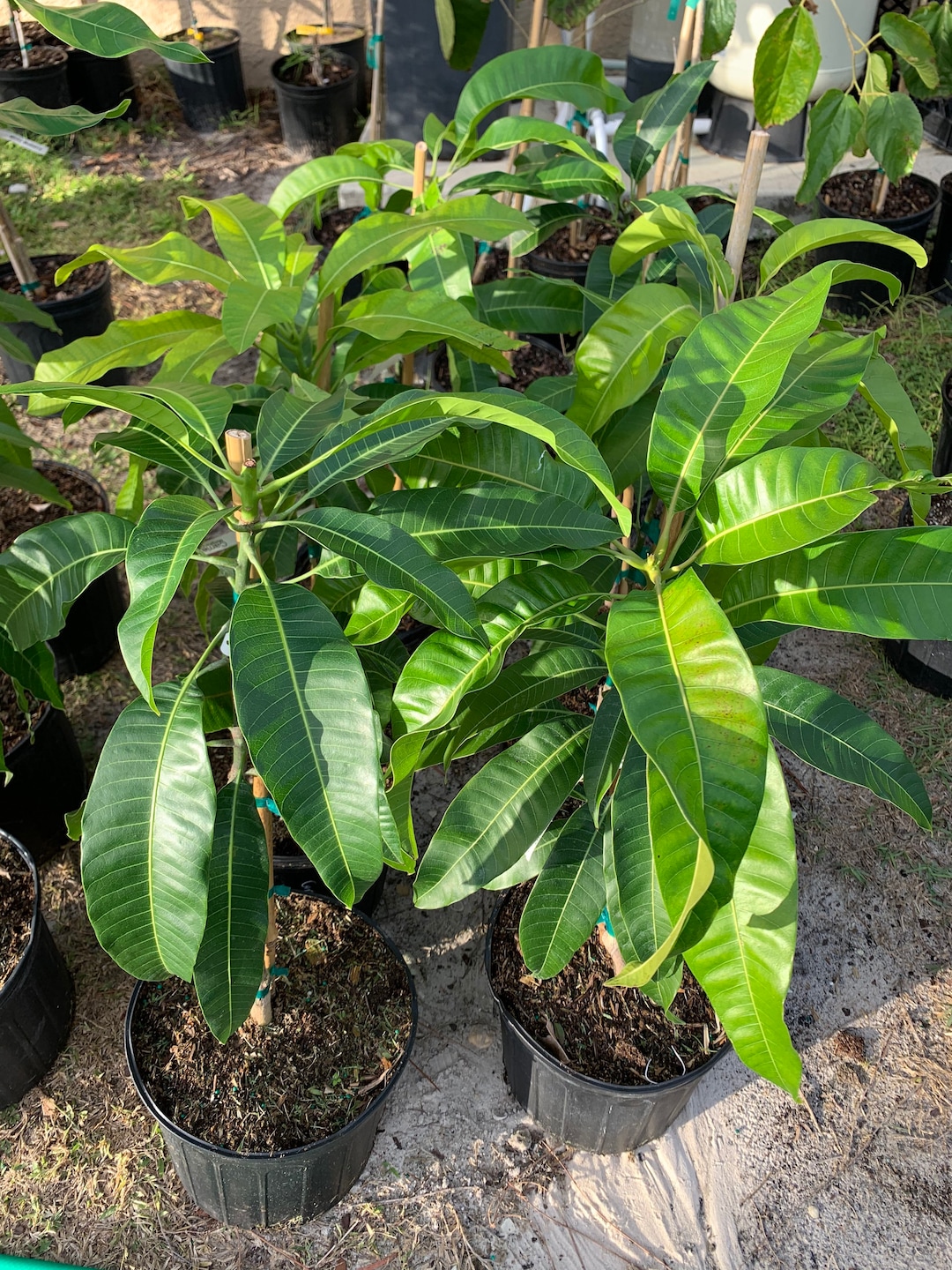 Carrie Semi Dwarf Mango Tree No Shipping to California Etsy