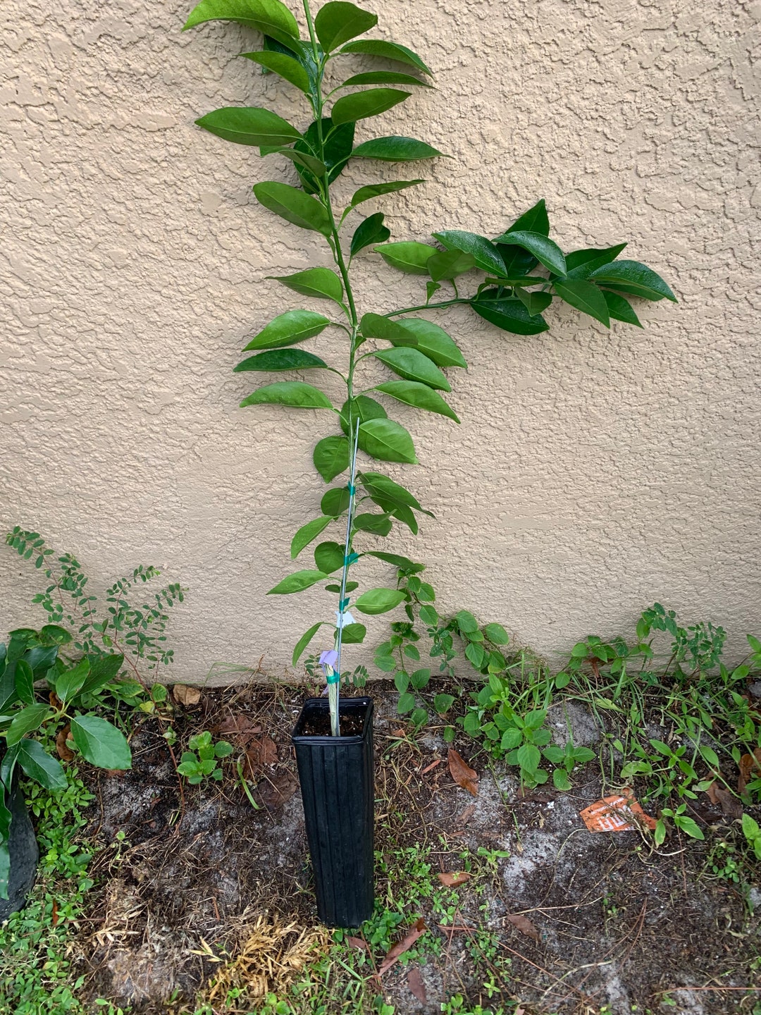 Honeybell minneola Tangelo Tree Grafted No Shipping to Etsy