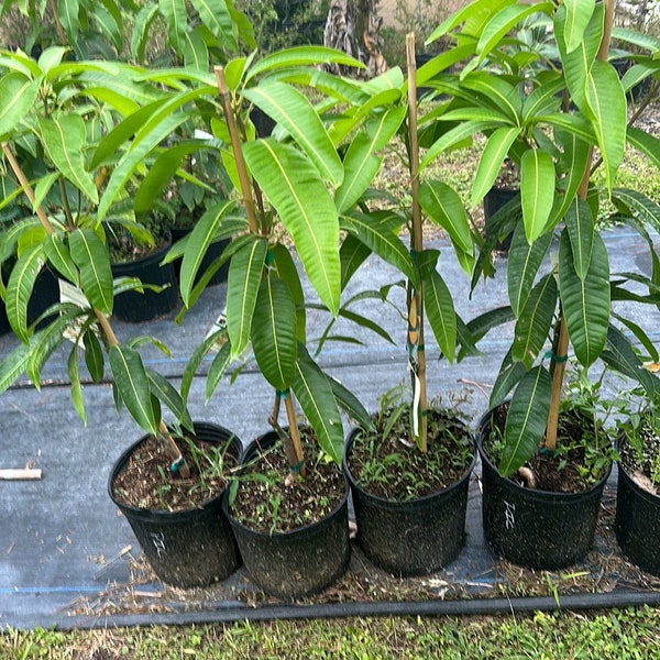 Dwarf Mango Tree Etsy