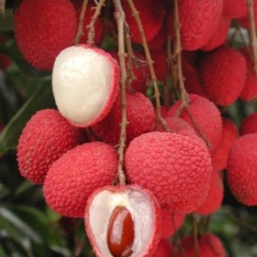 Brewster Lychee hotsell Tree (Air Layered)