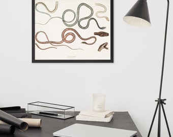 Snake study framed print