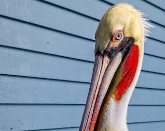 Pelican Photo Print, Pelican op Pier Photo, Pelican in Californië, Kleurrijke Pelican zittend op pier Photo Print, Close-up foto van Pelican