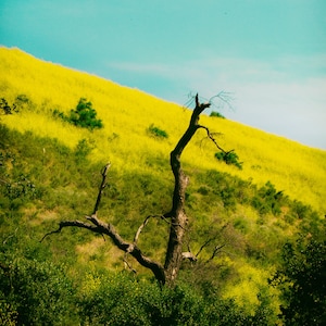 Wildflower Superbloom Photo Print, Super Bloom Photo Print, Dead tree on yellow flower meadow, Dried out tree amid Super Bloom, Yellow Bloom