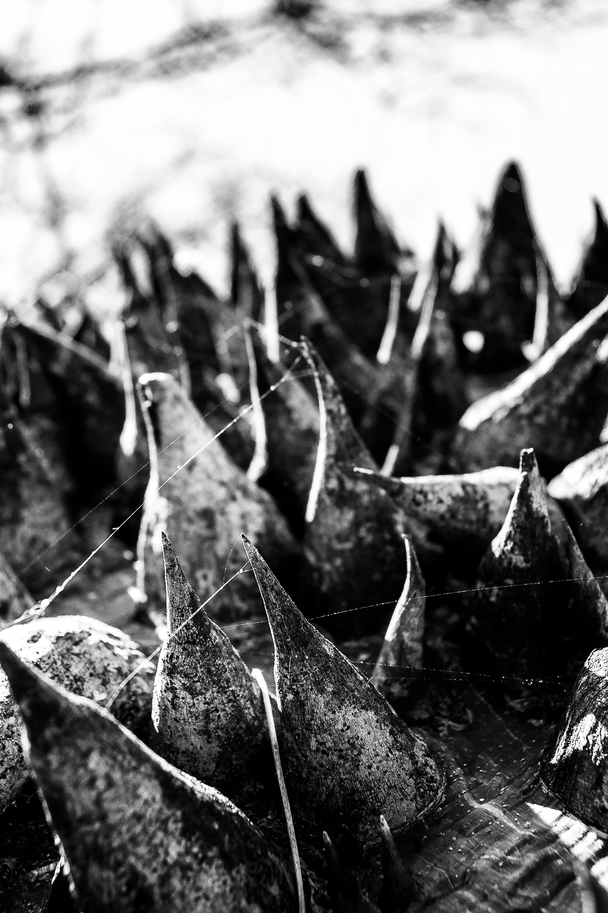 Black and White Plant, Black and White Succulent Picture, Closeup Succulent,  Succulent Photo, Black and White Plant Picture, Closeup Plant - Etsy