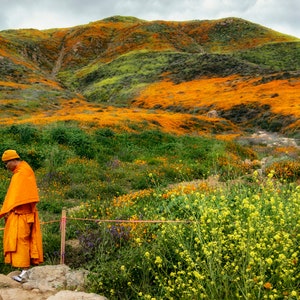 Monk meditating in beautiful meadow, Monk standing on blooming hill photo, Monk on hillside, Monk in orange clothing in blooming field