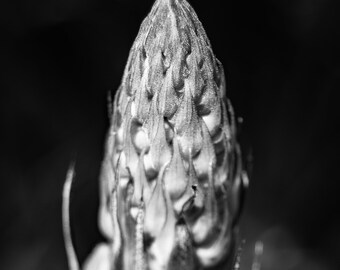 Closeup of a blooming plant, Succulent Closeup, Black and White Photo Print of a botanical plant, Closeup Photo Print of a succulent