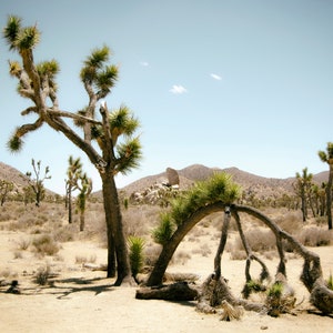 Joshua Tree Photo Print, Photo Print of California Desert, Photo Print Joshua Tree, Joshua Tree California, CA Desert, California Desert
