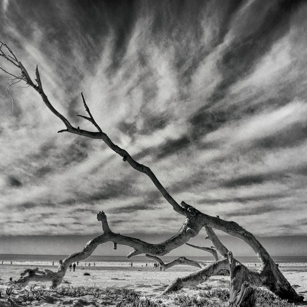 Black and white photo of a dead tree on a beach in California, cloudy beach with eerie tree, dead tree branches on beach in California photo