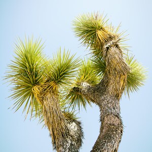 Joshua Tree Photo Print, Picture of a Joshua Tree, Blooming Joshua Tree, Green Joshua Tree, Photo Print Joshua Tree, Joshua Tree California