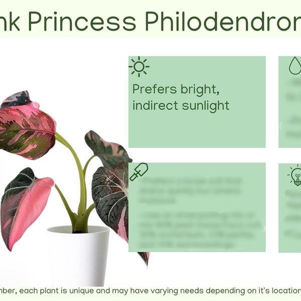 Pink Princess Plant Etsy