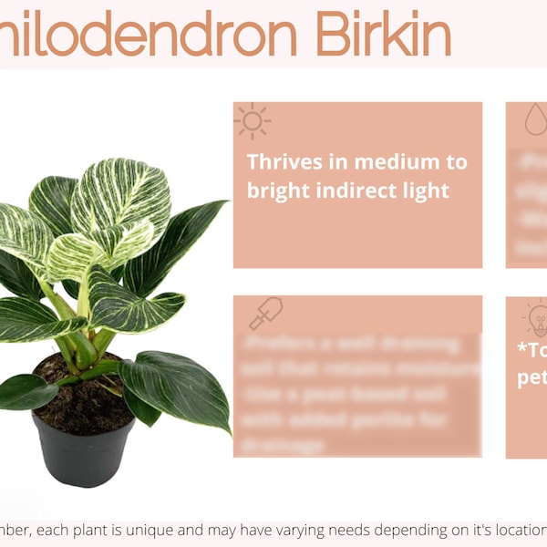 Philodendron Birkin Care Card Digital Download/Birkin Plant Care/Plant Care Card/Houseplant Care Card/New Plant Parent/Plant Lover Gift