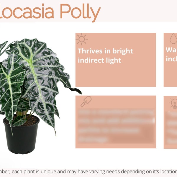 Alocasia Polly Plant Care Card Digital Download/Plant Care Card/Houseplant Care Card/New Plant Parent/Plant Care Tag