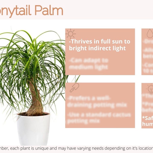 Ponytail Palm Plant Care Card Digital Download | Beaucarnea Recurvata Plant Care | Plant Care Help | Plant Care Postcard