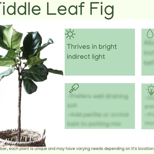 Fiddle Leaf Fig Tree - Etsy