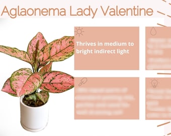 Lady Valentine Plant Care Card/ Pink Aglaonema Digital Plant Care Card /Pink Houseplant