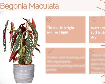Polka Dot Begonia Printable Care Card/Polka Dot Plant Care/Begonia Maculata Digital Plant Care Card /Plant Care Card/Houseplant Care Card/