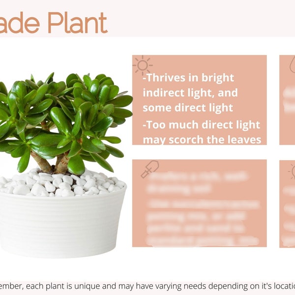 Jade Plant Care Card / Crassula Ovata Plant Care / Jade Plant Succulent Care / DIGITAL DOWNLOAD Plant Care Card