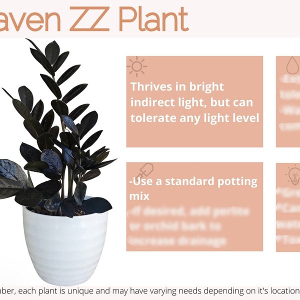 Raven ZZ Plant Care Card Digital Download/Plant Care Card/Houseplant Care Card/New Plant Parent/Zamioculcas Zamilifolia Dowon Care