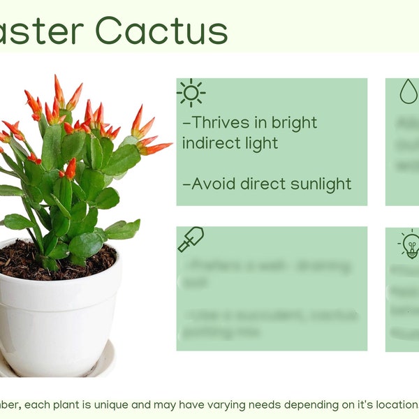 Easter Cactus Plant Care Card Digital Download/Plant Care Card/Houseplant Care Card/New Plant Parent/Plant Lover Gift