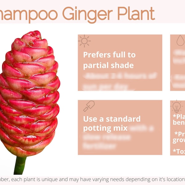 Shampoo Ginger Plant Care Card Digital Download/Plant Care Card/Houseplant Care Card/New Plant Parent/Plant Lover Gift