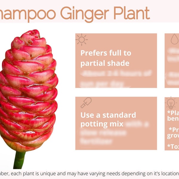 Shampoo Ginger Plant Etsy