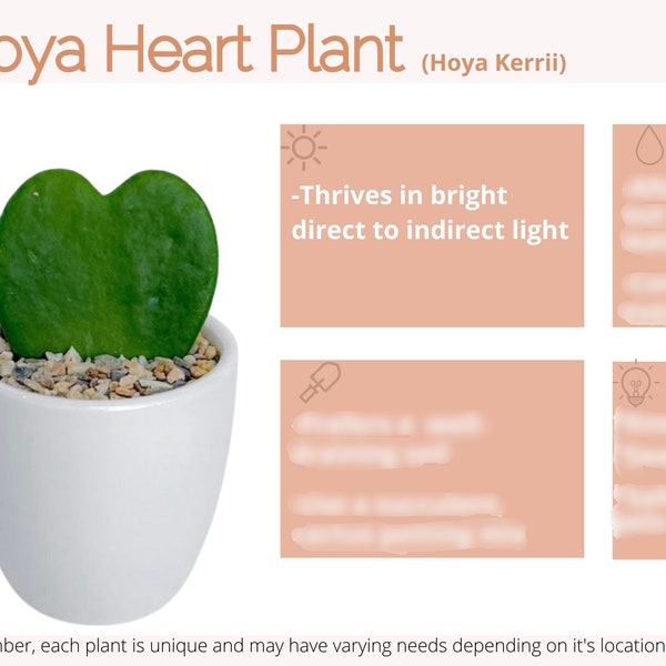 Hoya Kerrii Care Card Téléchargement numérique/Hoya Heart Plant Care Card/Heart Plant Care Card/Sweetheart Plant/Valentine Plant