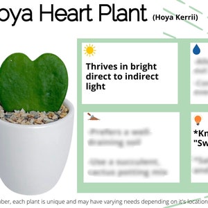 Hoya Kerrii Care Card Digital Download/Hoya Heart Plant Care Card/Heart Plant Care Card/Sweetheart Plant/Valentine Plant image 1