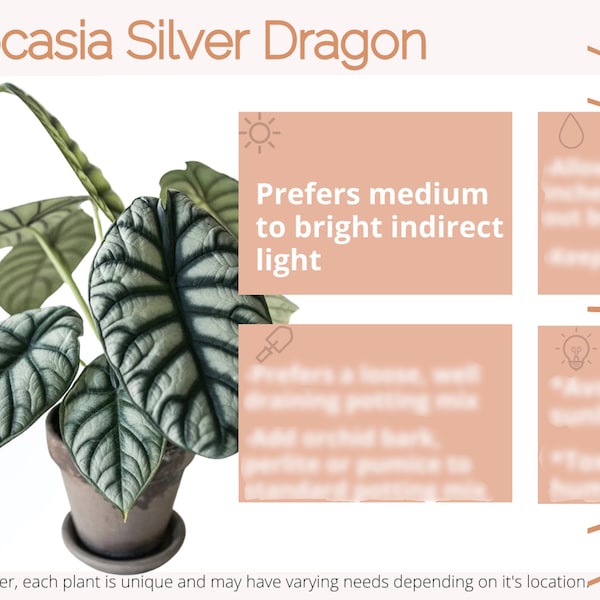 PRINTABLE Alocasia Silver Dragon Care Card | Silver Dragon Alocasia Plant Care Card | Houseplant Care Card | Plant Care Guide