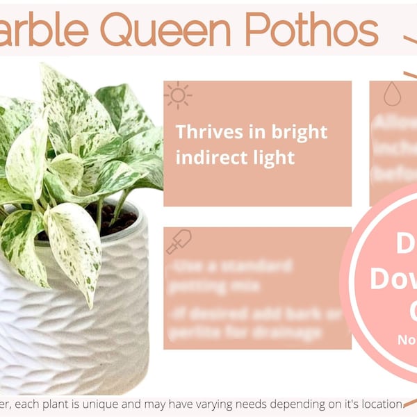 Marble Queen Pothos Plant Care Card Digital Download | Snow Queen Plant Care Card | Houseplant Care Card | Indoor Plant Care Card