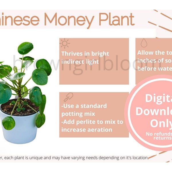 Chinese geld digitale plantenverzorgingskaart | Pilea plantenverzorgingskaart | UFO plantenverzorgingskaart | Kamerplant verzorgingskaart | Verzorging van pannenkoekplanten